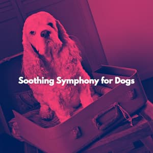 Soothing Symphony for Dogs - Calming Music for Dogs