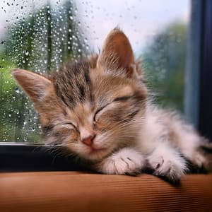 Música Para Gatos: Melodías Suaves Para La Tranquilidad Felina - Sonidos de ducha