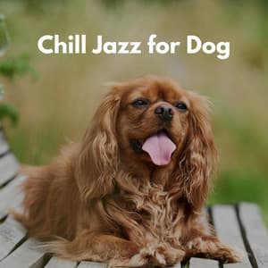Chill Jazz for Dog - Dreamtime Music