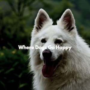 Where Dogs Go Happy - Cafe Jazz Tokyo