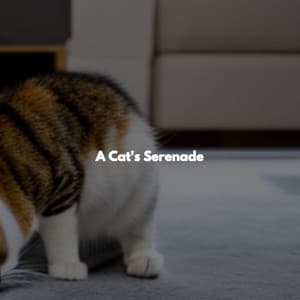 A Cat's Serenade - Music for Focus Vibes
