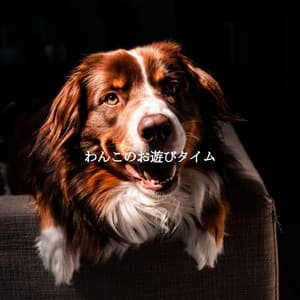 わんこのお遊びタイム - Fun Jazz