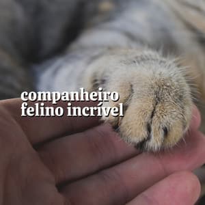 Companheiro Felino Incrível - Musica para Gatos
