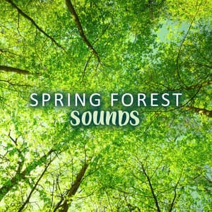 Spring Forest Sounds: Most Relaxing Sounds of Birds and Nature - Rainforest