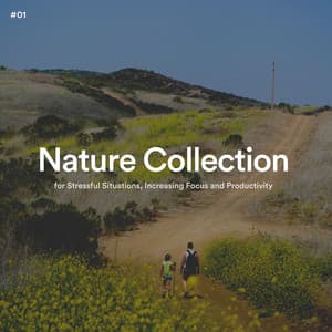 #01 Nature Collection for Stressful Situations, Increasing Focus and Productivity - The Nature Soundscapes