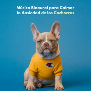 Música Binaural Para Calmar La Ansiedad De Los Cachorros - Hora de música para perros