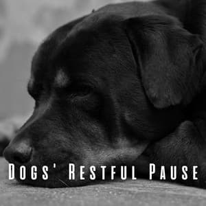 Dogs' Restful Pause: Ambient Music Lullaby - Ace Chase