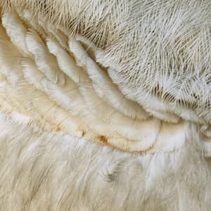 365 Complete Works 22 - Aidan O'Rourke