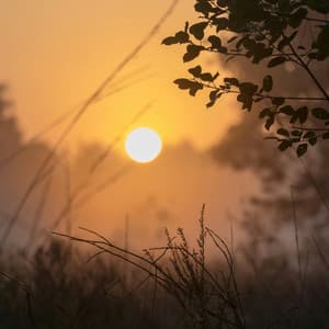 1 Ambient Eve: Nights Under The Stars - Calm Music