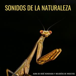 Sonidos De La Naturaleza: Aura De Bebé Renovada Y Melodías De Insectos - Los paisajes sonoros de la naturaleza