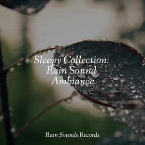 Sleepy Collection: Rain Sound Ambiance - Ocean Waves For Sleep