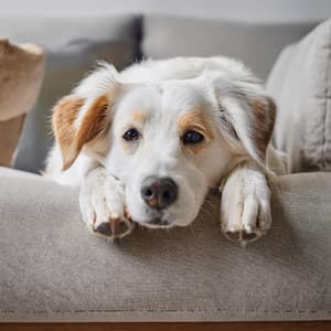 Vibras Suaves: Música Para La Relajación De Mascotas - Música para la hora del baño