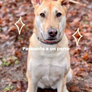 Paseando a un perro - Trabajar desde Casa