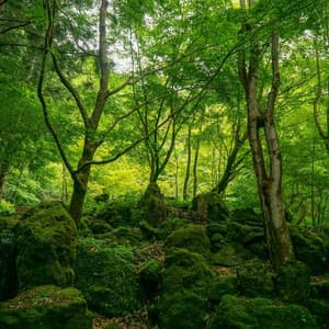 Wandering Woods: Forest Symphony for Spiritual Relaxation - Sound Of The Woods