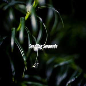 Seedling Serenade - Light Dinner Music