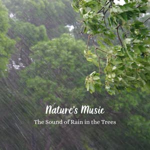 Nature's Music: The Sound of Rain in the Trees - Sleep Sounds Rainfall