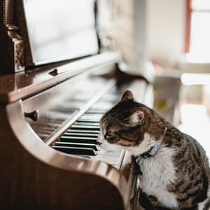 Kitty Piano: Cat's Play - Piano for cats