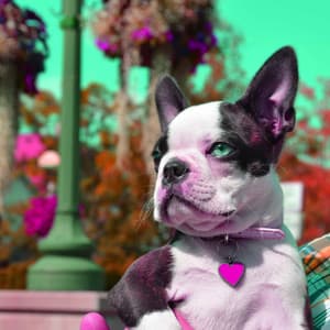 Remarkable Music for Doggy Vibes - Alto Sax - Dog Relaxation Music