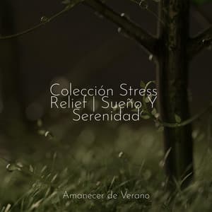 Colección Stress Relief | Sueño Y Serenidad - Música para Correr