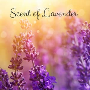 Scent of Lavender - Tight Chill Creator