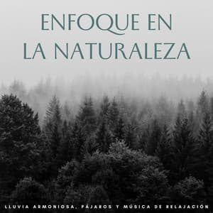 Enfoque En La Naturaleza: Lluvia Armoniosa, Pájaros Y Música De Relajación - Frutas de lluvia