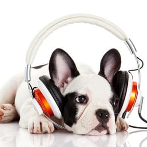 Ambient Music Serenades: Soothing Dog Zen - Zen Hanami