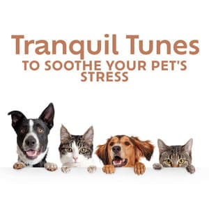 Tranquil Tunes to Soothe Your Pet's Stress - Pet Relax Academy