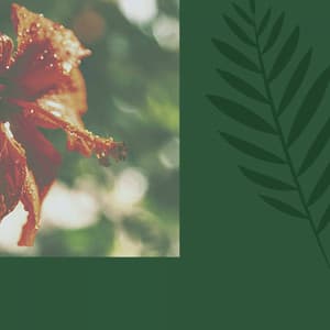 Ambiance for Enjoying Nature - Chill Playlist