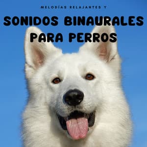 Melodías relajantes y sonidos binaurales para perros - Estados de ánimo binaurales