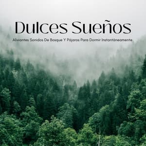 Dulces Sueños: Aliviantes Sonidos De Bosque Y Pájaros Para Dormir Instantáneamente - Sonidos de pájaros de la naturaleza