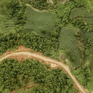 0 Hour Leaves: Ear To Ear Nature - Baltic Nature Sounds