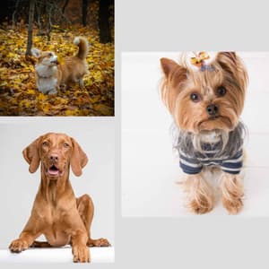 Doggy Meal Time - Music - Sleeptime for Dogs