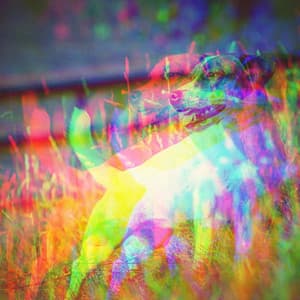 Echoes of Eager Hounds - Calming Dog Jazz Classics