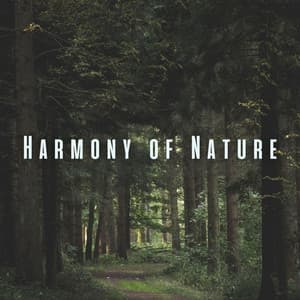 Harmony of Nature: Mellow Ambient Sounds for Babies - Nature Touch