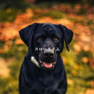 スロータイム - Chill Lounge