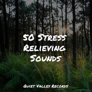 50 Stress Relieving Sounds - Rain Recorders