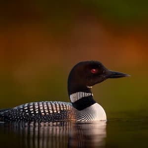 Mindful Mirage: Light Rain, Wind, and Loon Sounds for Meditation - Danny Rainsounds