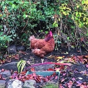 Birdsong, Garden Sounds, Chickens and Rain - Bird Sound Collectors