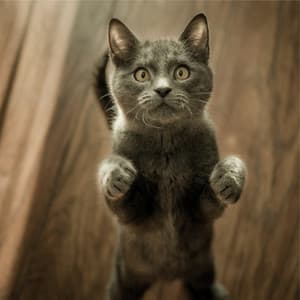 Cat Relaxation - Cat Music Experience