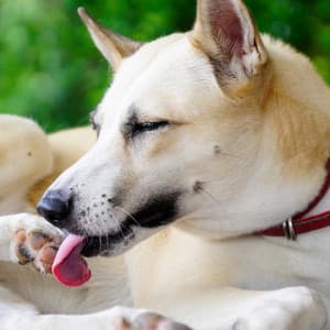 Soothing Sounds for Dogs for Stress Relief - Music Time Harmony