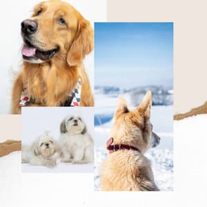 Echoes of Calmed Puppies - Dog Music Library