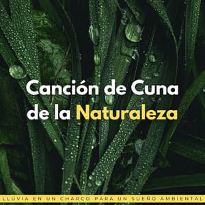 Canción De Cuna De La Naturaleza: Lluvia En Un Charco Para Un Sueño Ambiental - La biblioteca de la lluvia