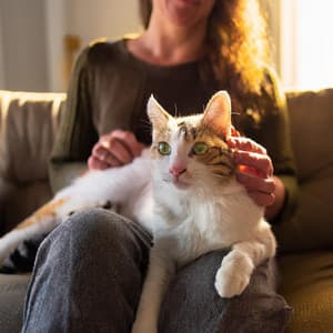 Vibraciones Juguetonas De Gato: Melodías Lofi - 101 mar