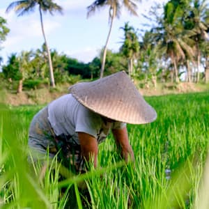 Rainy Work Environment: Ambient Rain Symphony - Rain Sound Experience