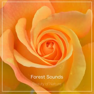 Beauty of Nature - Forest Sounds