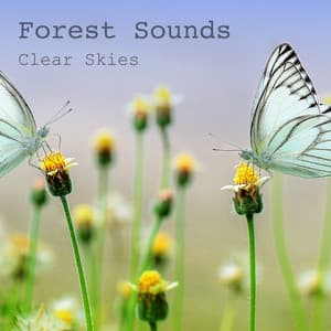 Clear Skies - Forest Sounds