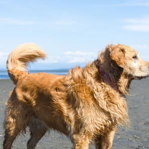 Music for Inspired Doggy - Dog Anxiety Music