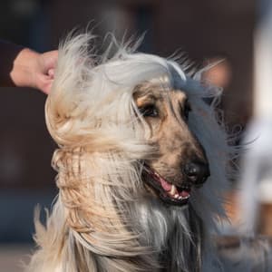 Trumpet and Alto Saxophone - Famous Doggy Music