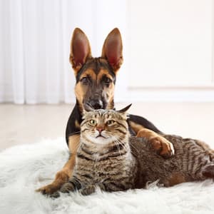 Paws Meditation: Peaceful Soundscapes of Calmed Pets - Meditation Dream