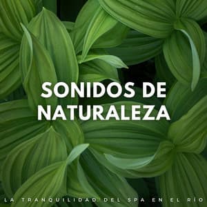 Sonidos De Naturaleza: La Tranquilidad Del Spa En El Río - Riverside subterráneo
